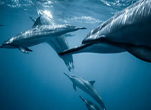 开云-对半砍！国内球员顶薪税前500万元 全员名称中性化